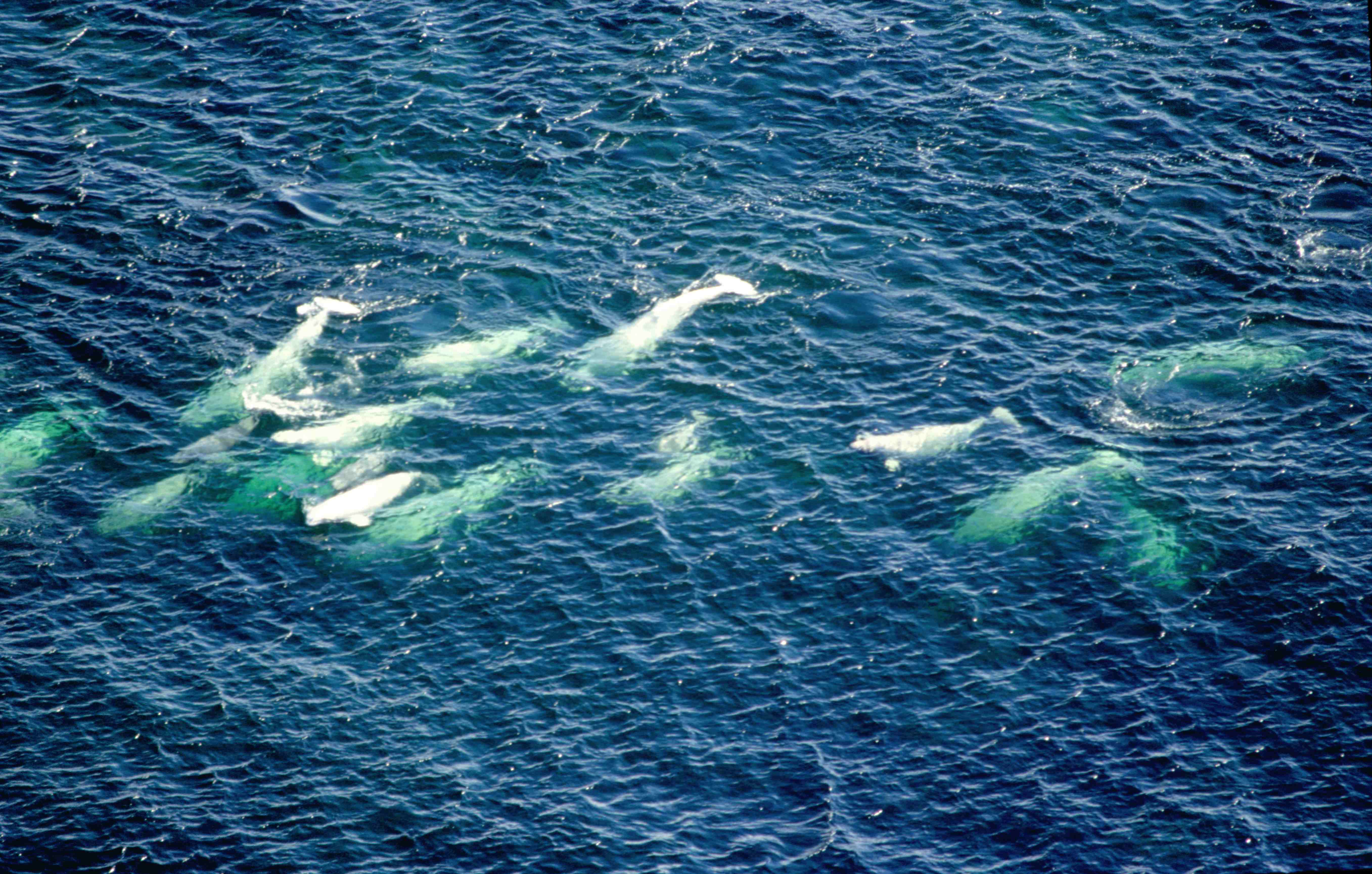 Beluga whales status prompts pipeline company to make changes