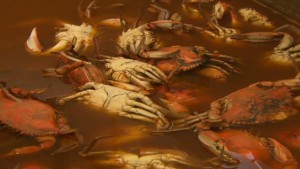 Crabs killed in BP oil spill - courtesy CNN